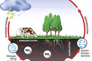 Nitrogen: Nitrogen oxides & Ammonia Nitrogen: Nitrogen oxides & Ammonia