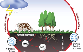 Nitrogen: Nitrogen oxides &amp; Ammonia